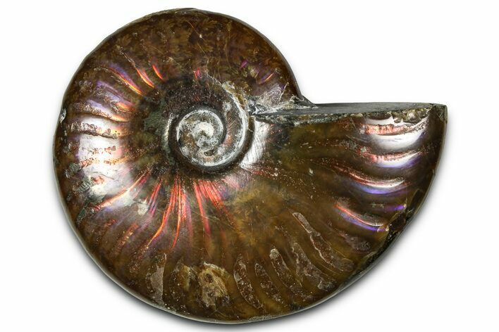 Polished Red Flash Ammonite (Cleoniceras) Fossil - Madagascar #367706